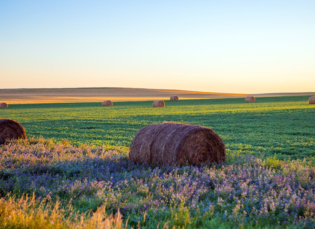 Insurance Solutions - Soybeans Growing in North Dakota Field With Hay and Wheat During Sunset